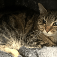 Nessi, chatte à adopter