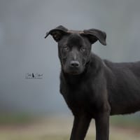 Ava, chienne à adopter