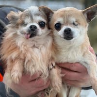 Lawson CAA14543, chien à adopter