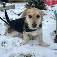 YOURI, chien à adopter