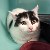 BART, chat à adopter