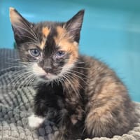 PALOMA, chatte à adopter