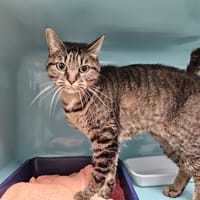 MILO, chat à adopter