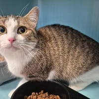 DAPHNE, chatte à adopter