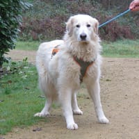 TILLY, chienne à adopter