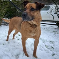 KALY, chienne à adopter
