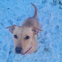 PEACHY, chienne à adopter