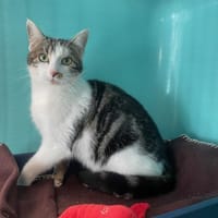 GIGI, chatte à adopter