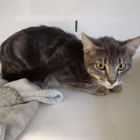 HERMES CT, chat à adopter