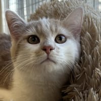 Sarazin, chat à adopter