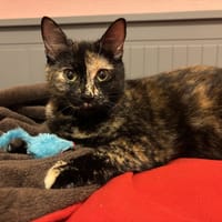 ONDINE, chatte à adopter