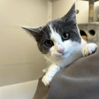 Matcha, chatte à adopter