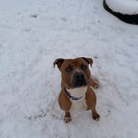 Crockdur, chien à adopter