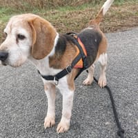 Marley, chien à adopter