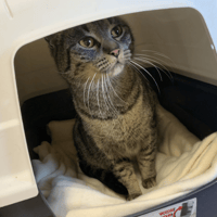 Youna, chatte à adopter