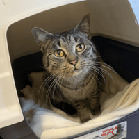 Youna, chatte à adopter