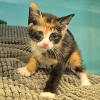 PLUME, chatte à adopter