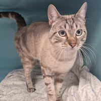 EROS, chat à adopter