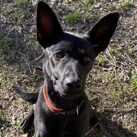 BANDY, chien à adopter