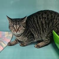 PITA, chatte à adopter