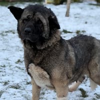 Ricotta CAA14548, chienne à adopter