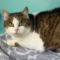 Edith CAB5034, chatte à adopter