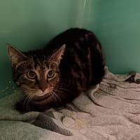 SHIVA CTTE, chatte à adopter