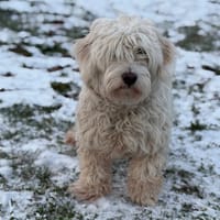 Archie CAA14538, chien à adopter