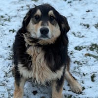 Alfred CAA14545, chien à adopter