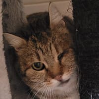 CAUSETTE, chatte à adopter