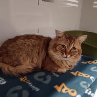 SIMBA CT FIV+, chat à adopter