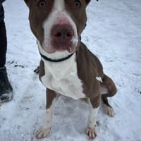 SYLVIA, chienne à adopter