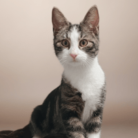 SUGARPOPS CHA, chat à adopter