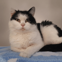 CHRISTMAS CHA, chat à adopter