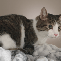 MOUSTIQUE CHA, chat à adopter