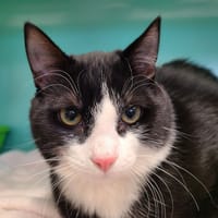 PITCH, chat à adopter