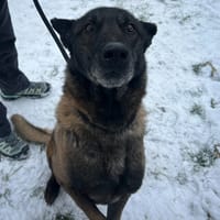 MABROUK, chien à adopter