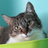 SARABI, chatte à adopter