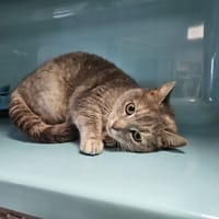 MASCOTTE, chatte à adopter