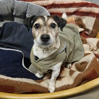 OUPS, chien à adopter