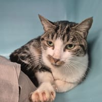 SIDONIE, chatte à adopter