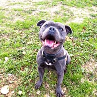 Simba, chien à adopter