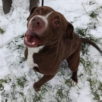 BUENO, chien à adopter