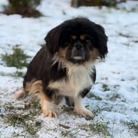 Riley CAA14547, chienne à adopter