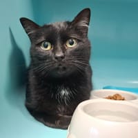 NEO, chat à adopter