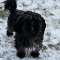 Arnold CAA14537, chien à adopter