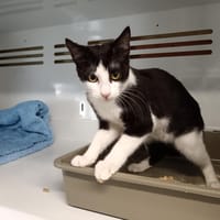 SAPHIRA CTTE, chatte à adopter