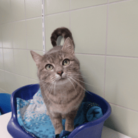 SOUKA, chatte à adopter