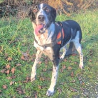 BAÏLA, chienne à adopter