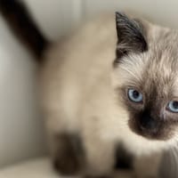 Ondine, chatte à adopter